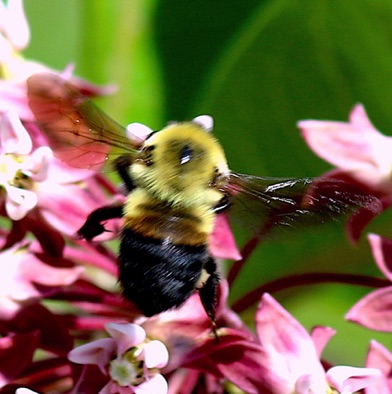 Brown-belted Bumble Bee
Bombus griseocollis